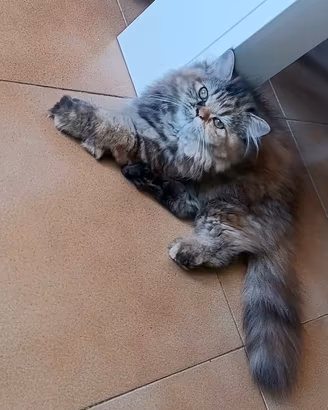 cucciola persiano tricolore tartarugata 