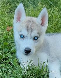 Cucciola di Husky