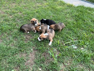 Incrocio amstaff meticcio