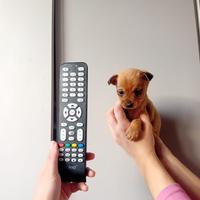 Pincher chihuahua