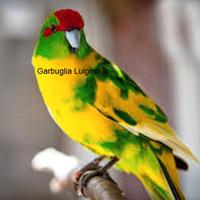 KAKARIKI ancestrali ed auriceps