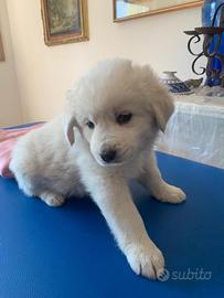 Cucciolo di maremmano