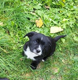 Cani di razza piccola