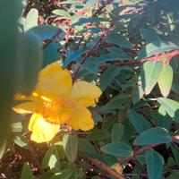 Iperico Hidcote piante