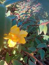 Iperico Hidcote piante