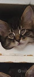 Disponibili Cuccioli di Maine Coon