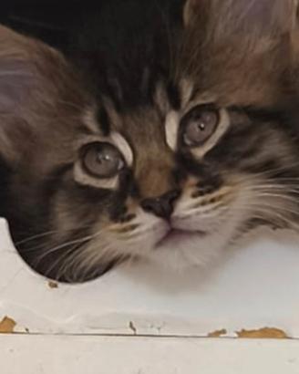 Disponibili Cuccioli di Maine Coon
