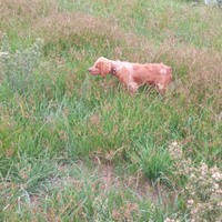 Cane da caccia breton