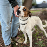 Cucciolone in adozione