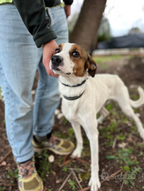 Cucciolone in adozione