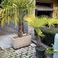 Palme da giardino 