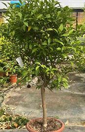 Pianta