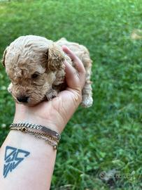 Cuccioli di barboncino