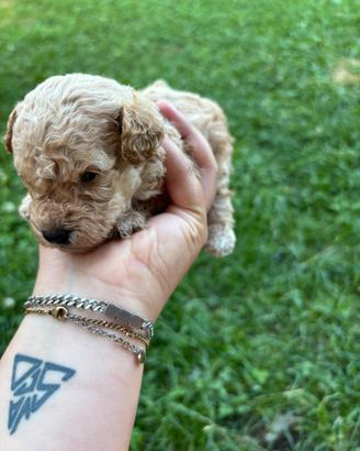 Cuccioli di barboncino