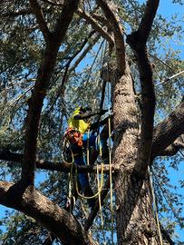Arboricoltore Certificato modulo B - Treeclimbing