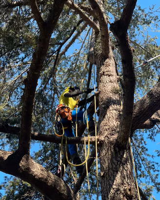 Arboricoltore Certificato modulo B - Treeclimbing