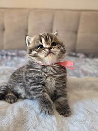 Cuccioli Scottish Straight/British