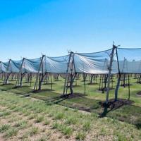 Rete Antigrandine Anti volatili rotoli 100m x 4m