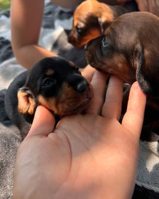 Cuccioli di bassotto tedesco