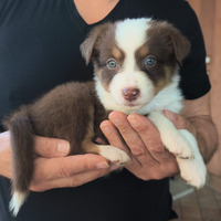 Solo Red tricolor pupy Australian Shepherd