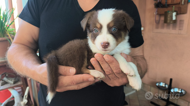 Solo Red tricolor pupy Australian Shepherd