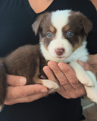 Solo Red tricolor pupy Australian Shepherd