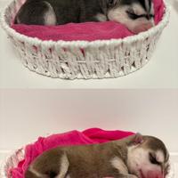 Cucciolo siberian husky con pedigree
