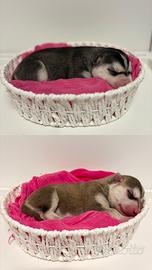 Cucciolo siberian husky con pedigree
