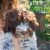 Lagotto romagnolo