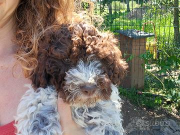 Lagotto romagnolo