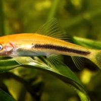 Ghyrinochelius pesce mangia alghe