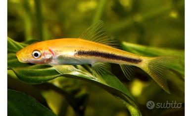 Ghyrinochelius pesce mangia alghe