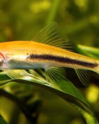 Ghyrinochelius pesce mangia alghe