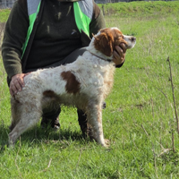 Breton Maschio pronta caccia