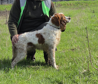 Breton Maschio pronta caccia