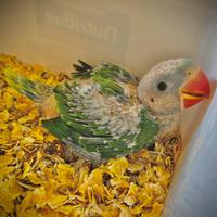 Baby Parrocchetto Grande Alessandrino