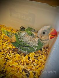 Baby Parrocchetto Grande Alessandrino