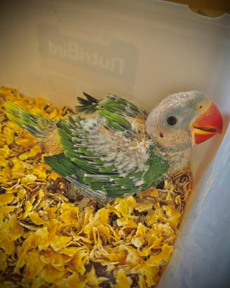 Baby Parrocchetto Grande Alessandrino