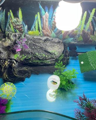 Acquario tartarughe