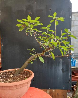 bonsai