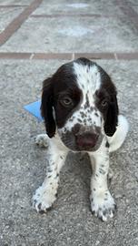 Springer spaniel