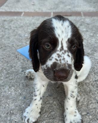 Springer spaniel