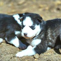 Siberian husky originali