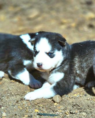 Siberian husky originali