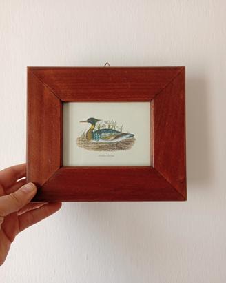 quadro Anatra 