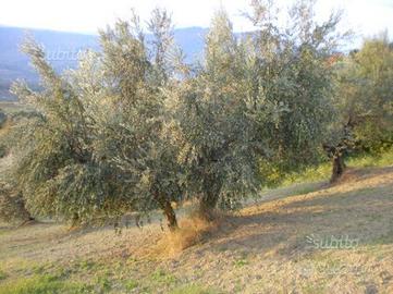 Terreno agricolo con piante di olivo
