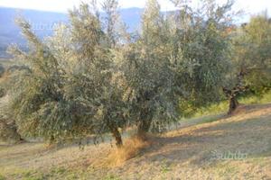 Terreno agricolo con piante di olivo