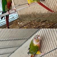 Disponibile Coppia riproduttiva di Pyrrhura