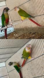 Disponibile Coppia riproduttiva di Pyrrhura