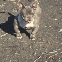Femmina american bully micro
